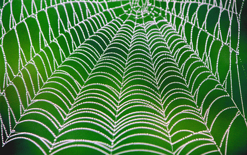 Web With Dew Drops &copy; wildcardpoet / Bill Cross