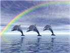 School Of Dolphins